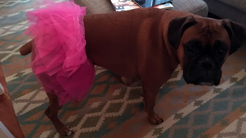 dog in a pink tutu